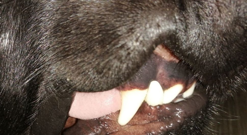 Жительница Коряжмы возместила ущерб за гибель собаки